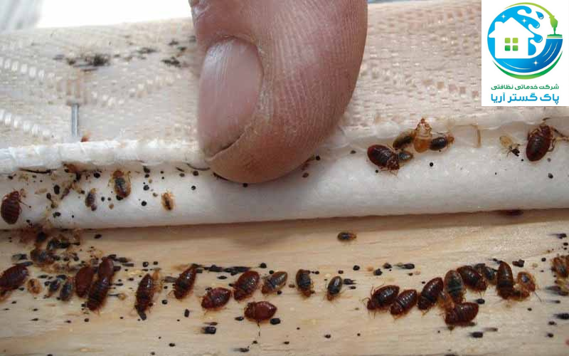 سمپاشی ساس در فردیس با شرکت خدماتی پاک گستر آریا